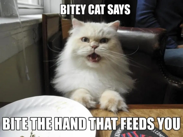 Gatti che Litigano: Crea Foto e Video con HitPaw FotorPea e VikPea