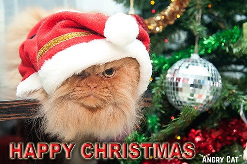 grumpy cat, il re dei meme arrabbiati